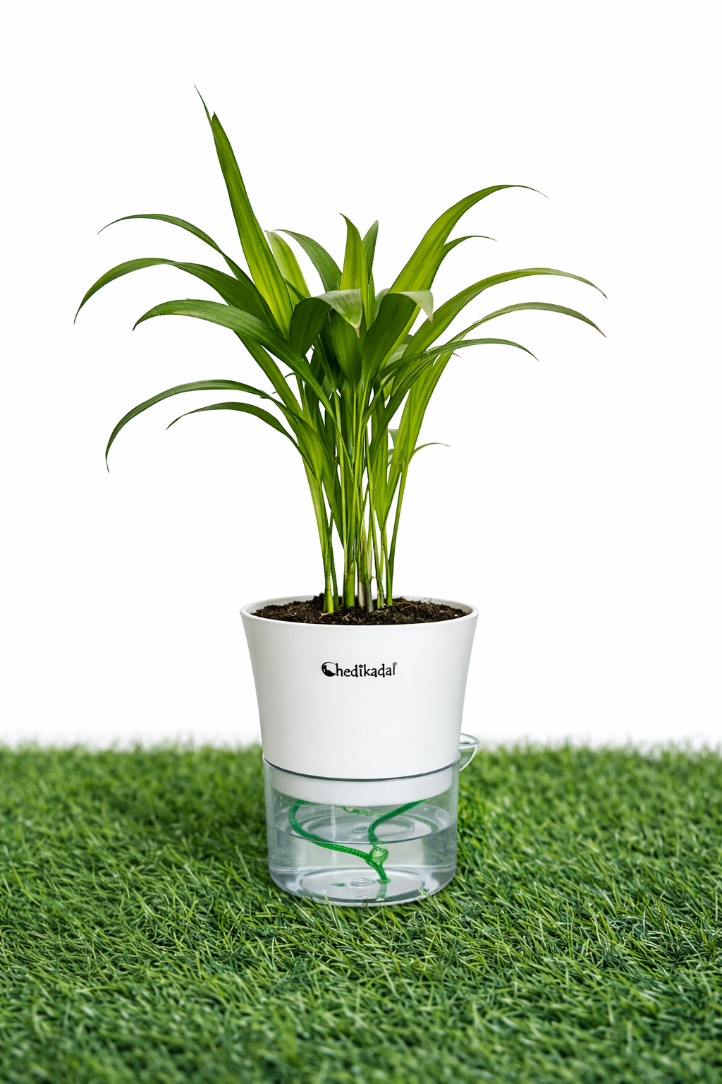 Areca Palm Air Purifying Plant
