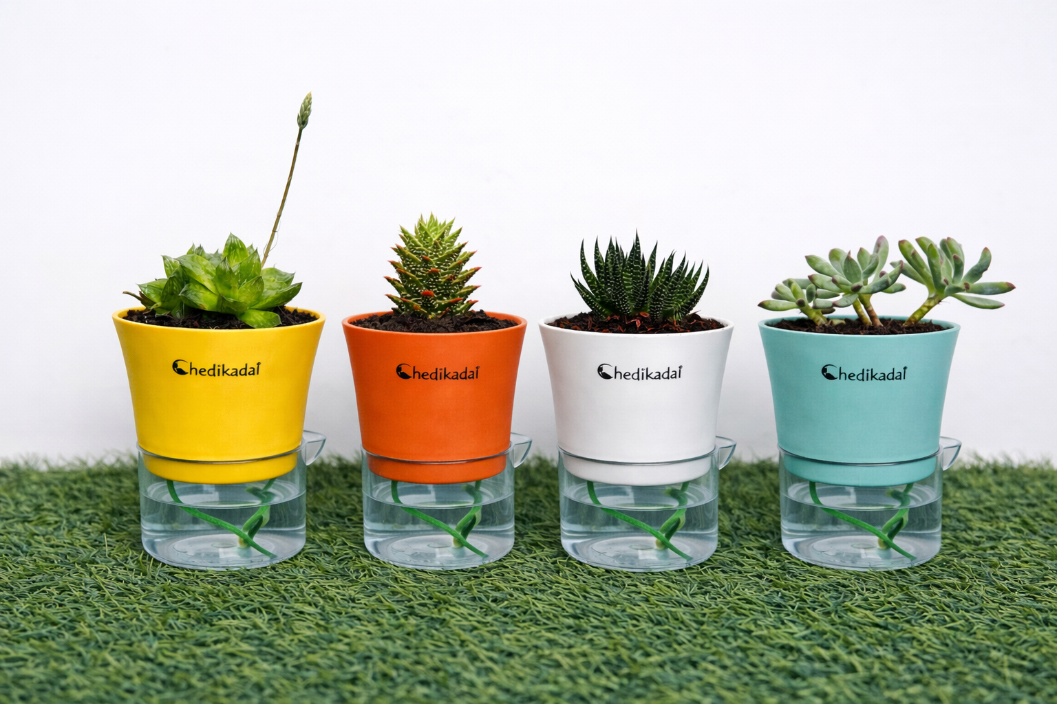 Succulents Combo Indoor Plants