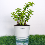 Jade + self watering