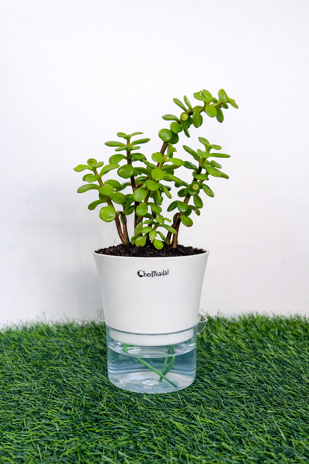 Jade + self watering