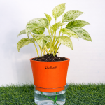 Money plant marble + self watering