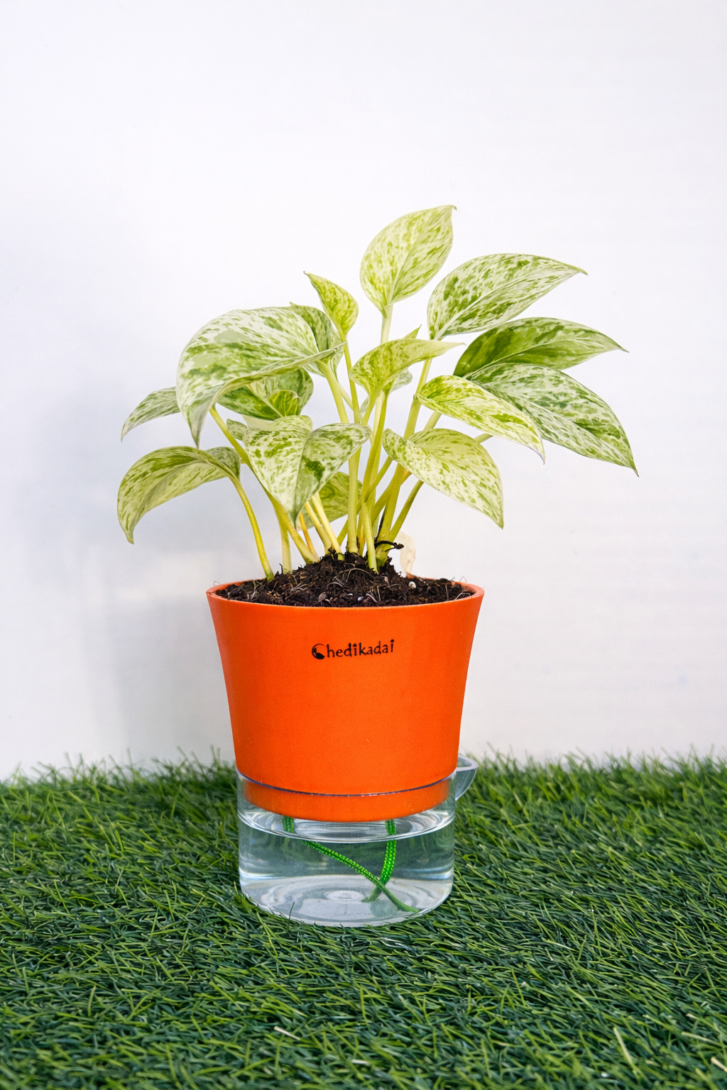 Money plant marble + self watering