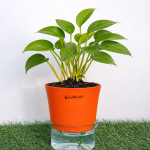 Money plant variegated + self watering