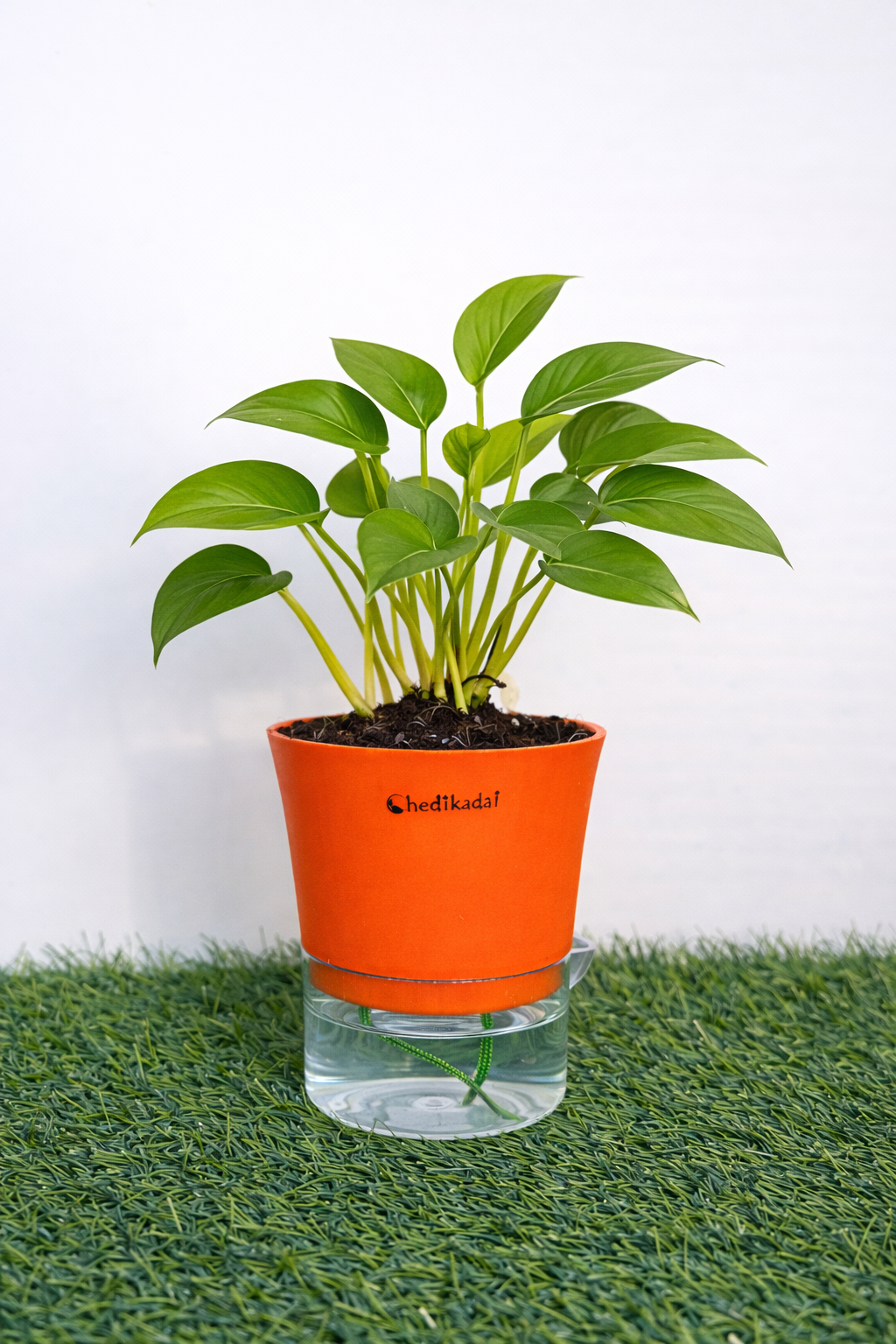 Money plant variegated + self watering