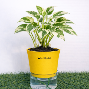 Money plant white and green N’joy + self watering