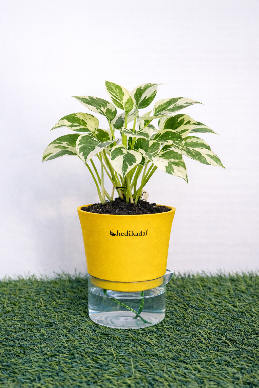 Money plant white and green N’joy + self watering