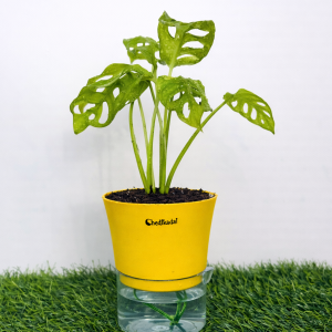 Monstera broken heart + self watering