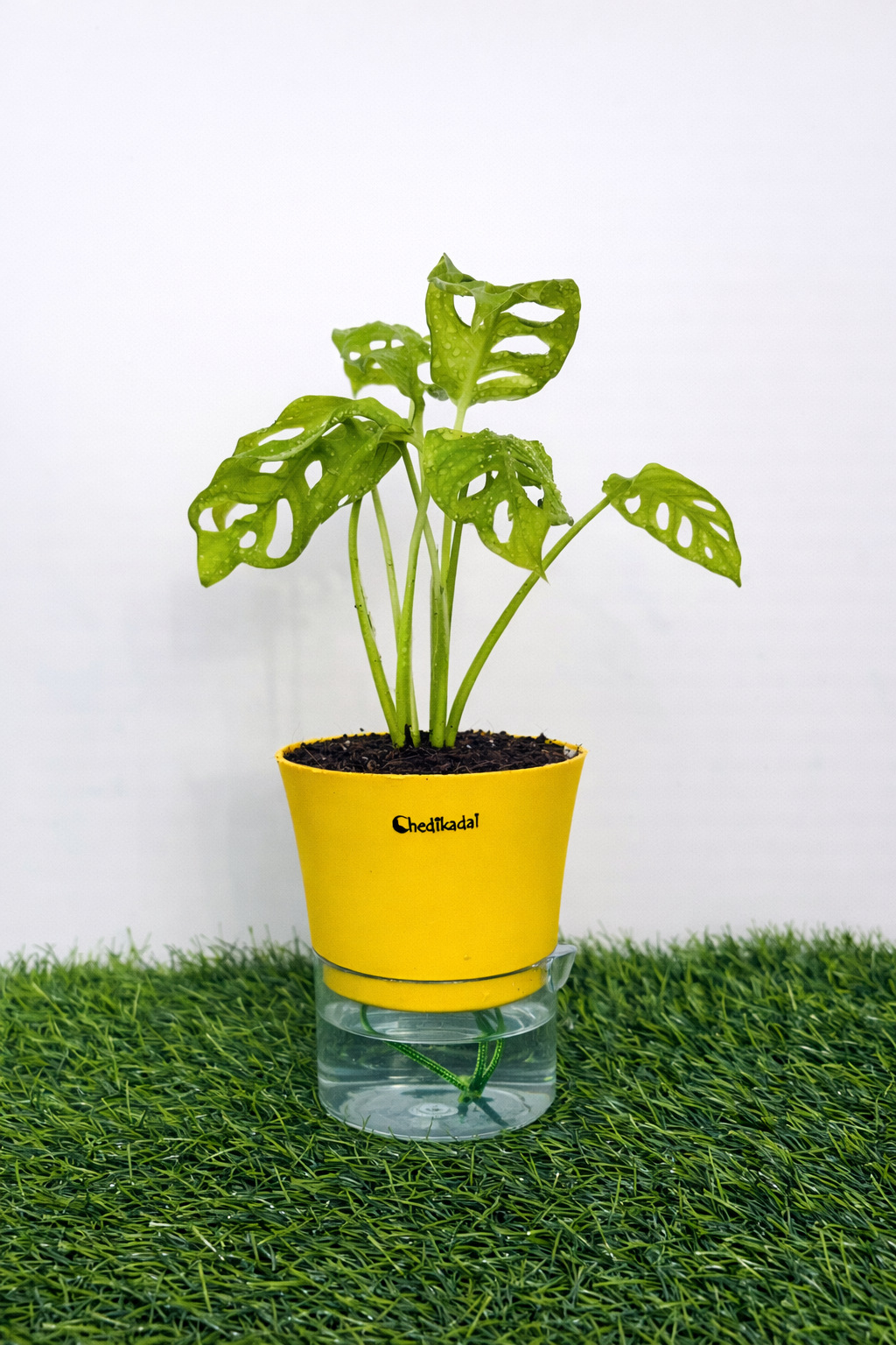 Monstera broken heart + self watering