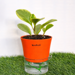 Peperomia variegated + self watering