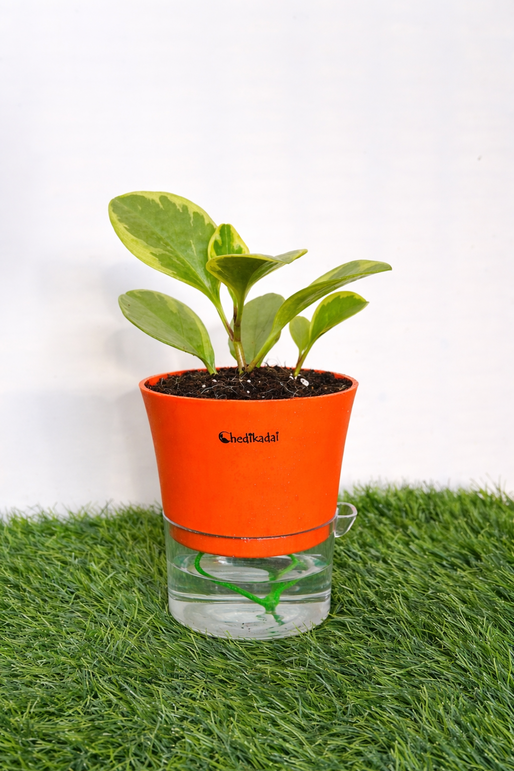 Peperomia variegated + self watering