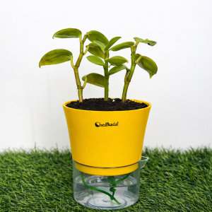 Pepromia green creeper + watering