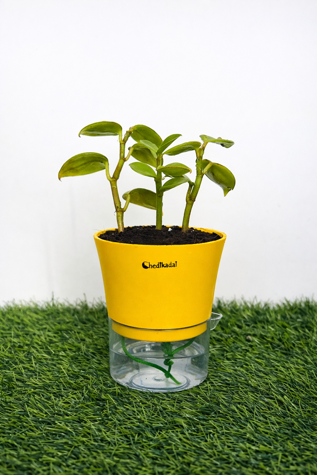 Pepromia green creeper + watering