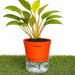 Philodendron Ceylon Golden + self watering