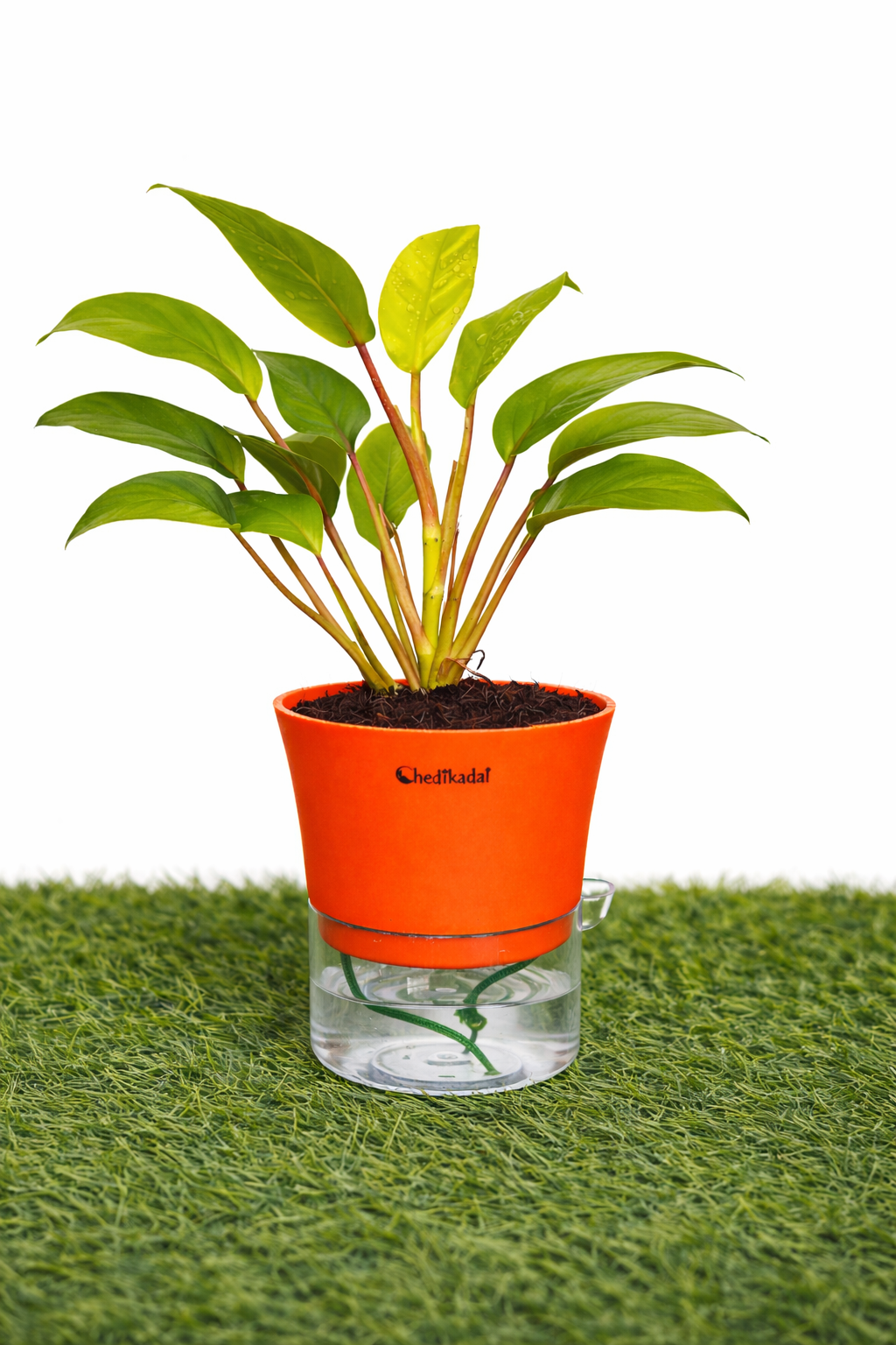 Philodendron Ceylon Golden + self watering