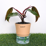 Philodendron Ceylon red + self watering