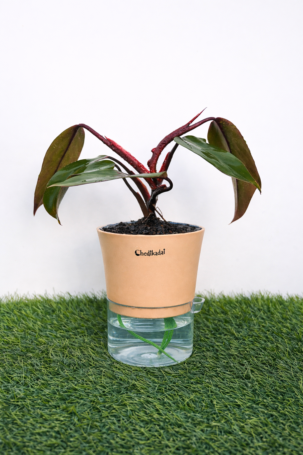 Philodendron Ceylon red + self watering