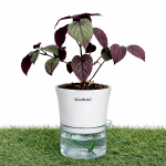 Red ivy purple waffle plant + self watering