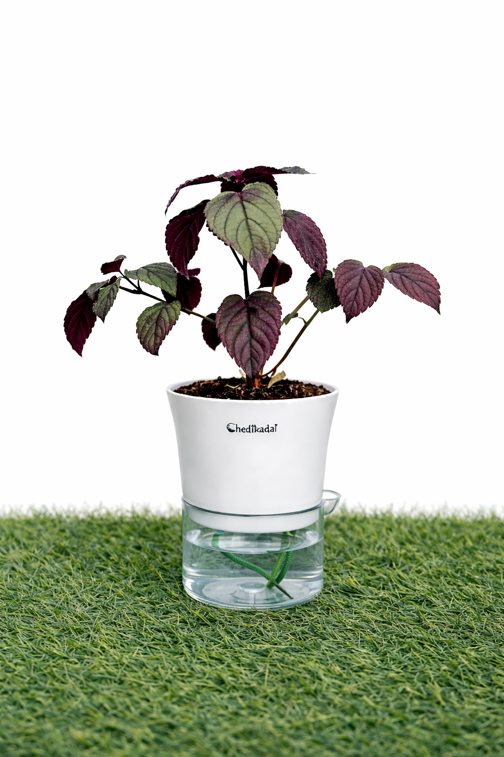 Red ivy purple waffle plant + self watering