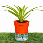 Spider + self watering