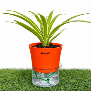 Spider + self watering