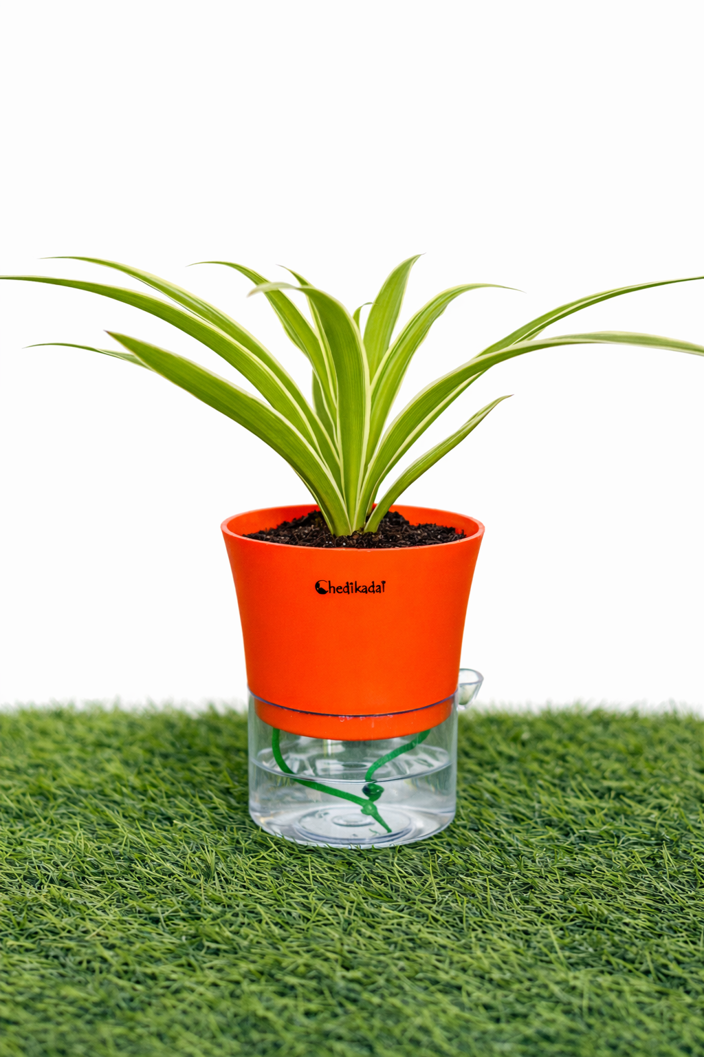 Spider + self watering