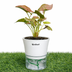 Syngonium pink + self watering