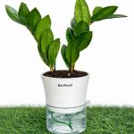ZZ plant + self watering