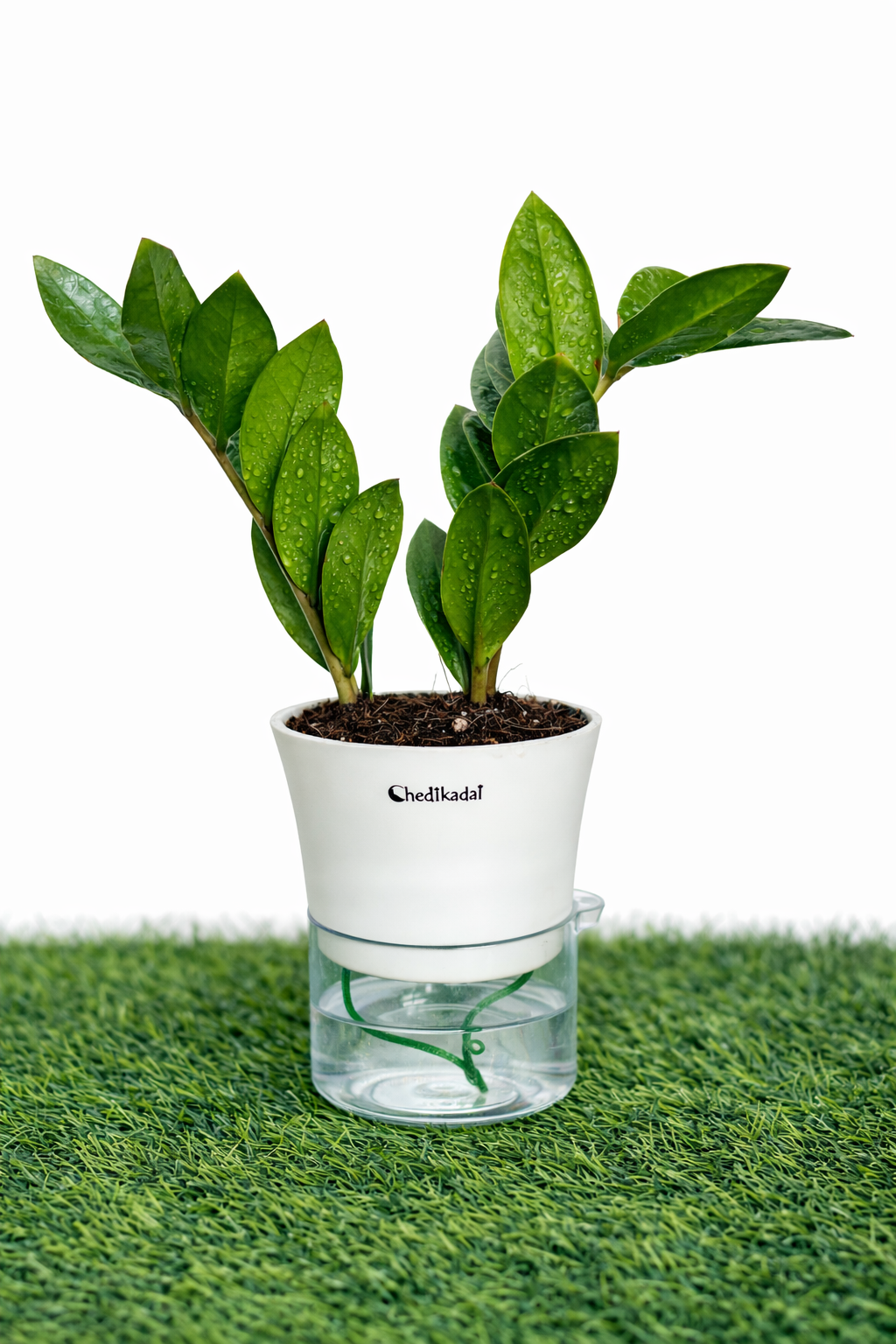 ZZ plant + self watering