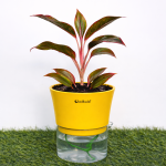 Aglaonema red + self watering