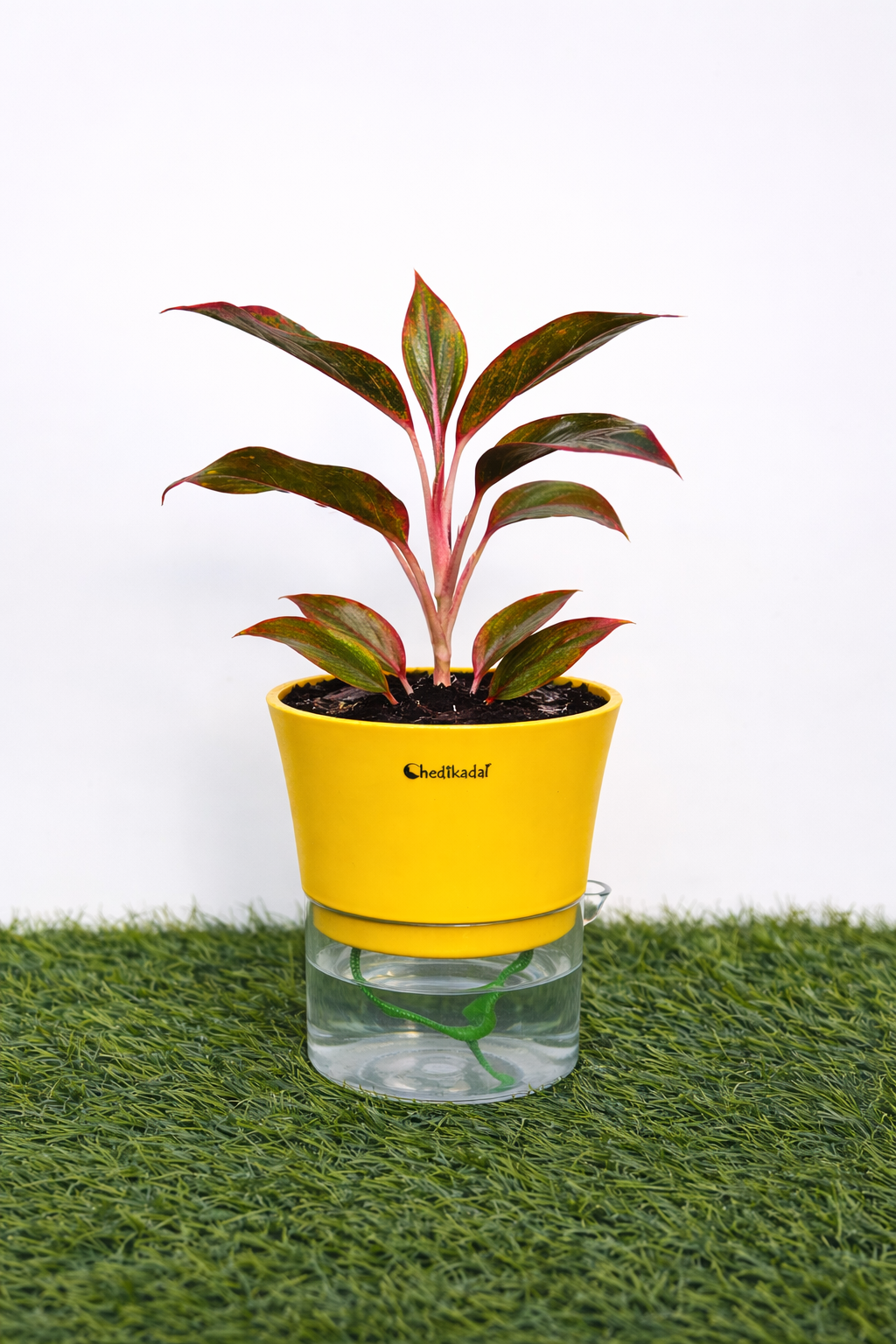 Aglaonema red + self watering