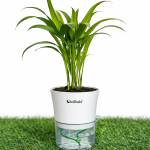 Areca palm + self watering