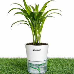 Areca palm + self watering