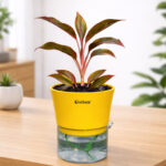 Aglaonema red + self watering