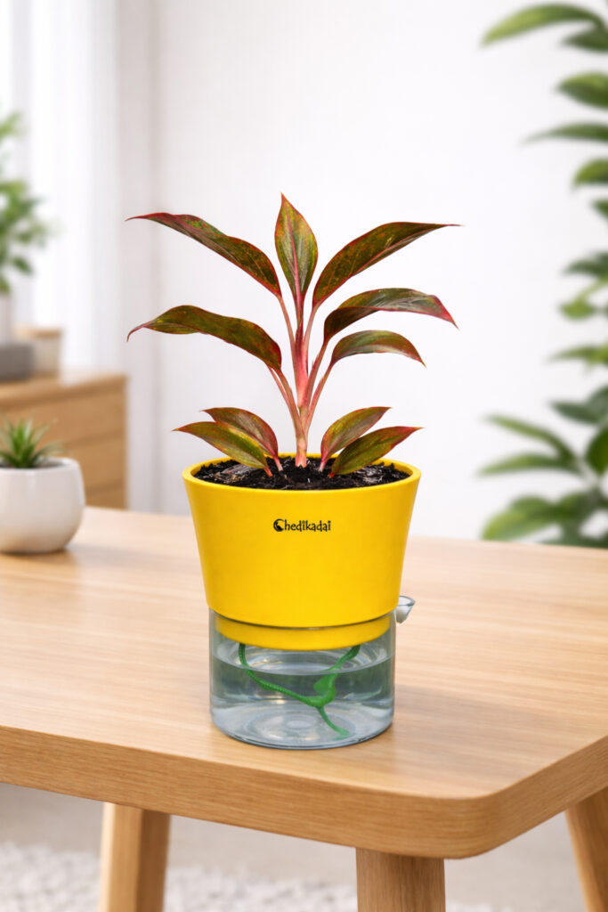 Aglaonema red + self watering