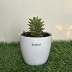 Aloe Juvenna succulent