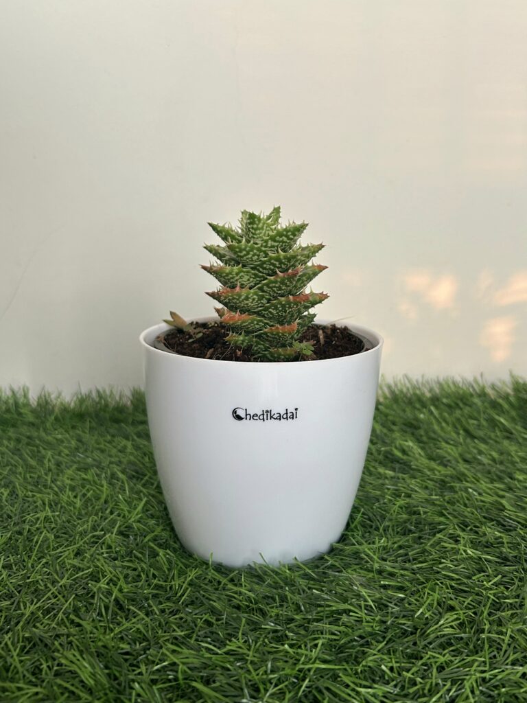 Aloe Juvenna succulent