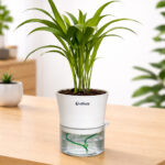 Areca palm + self watering