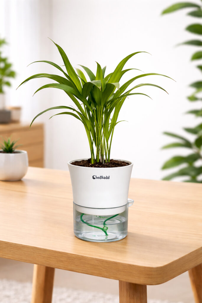 Areca palm + self watering