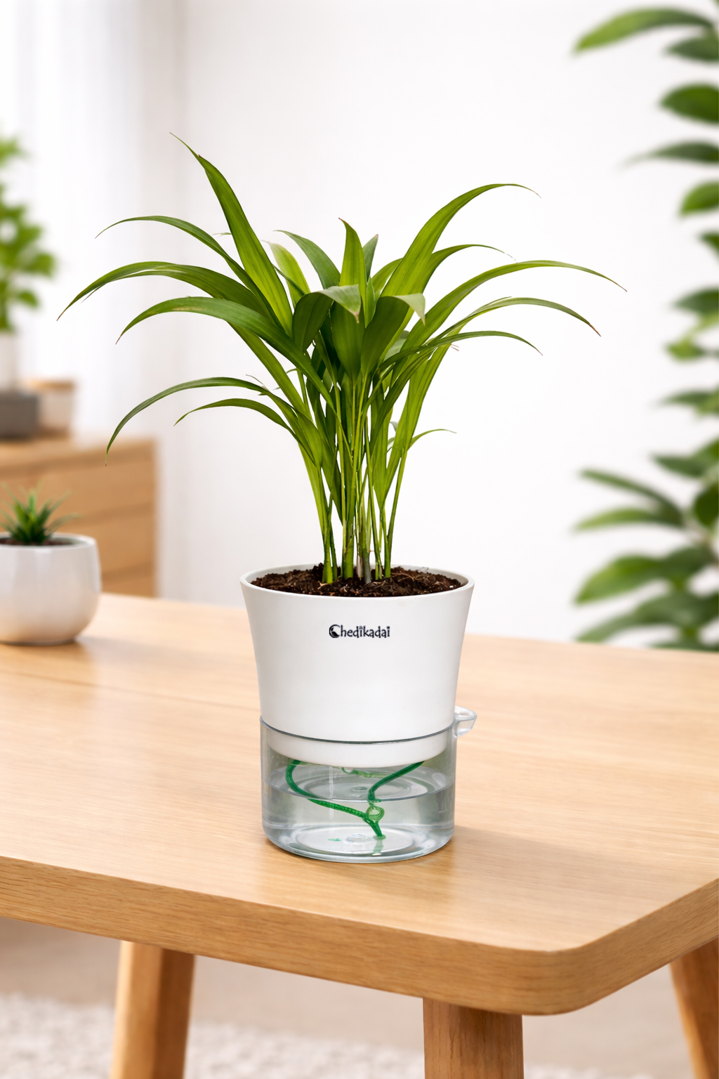 Areca palm + self watering