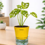 Monstera broken heart + self watering