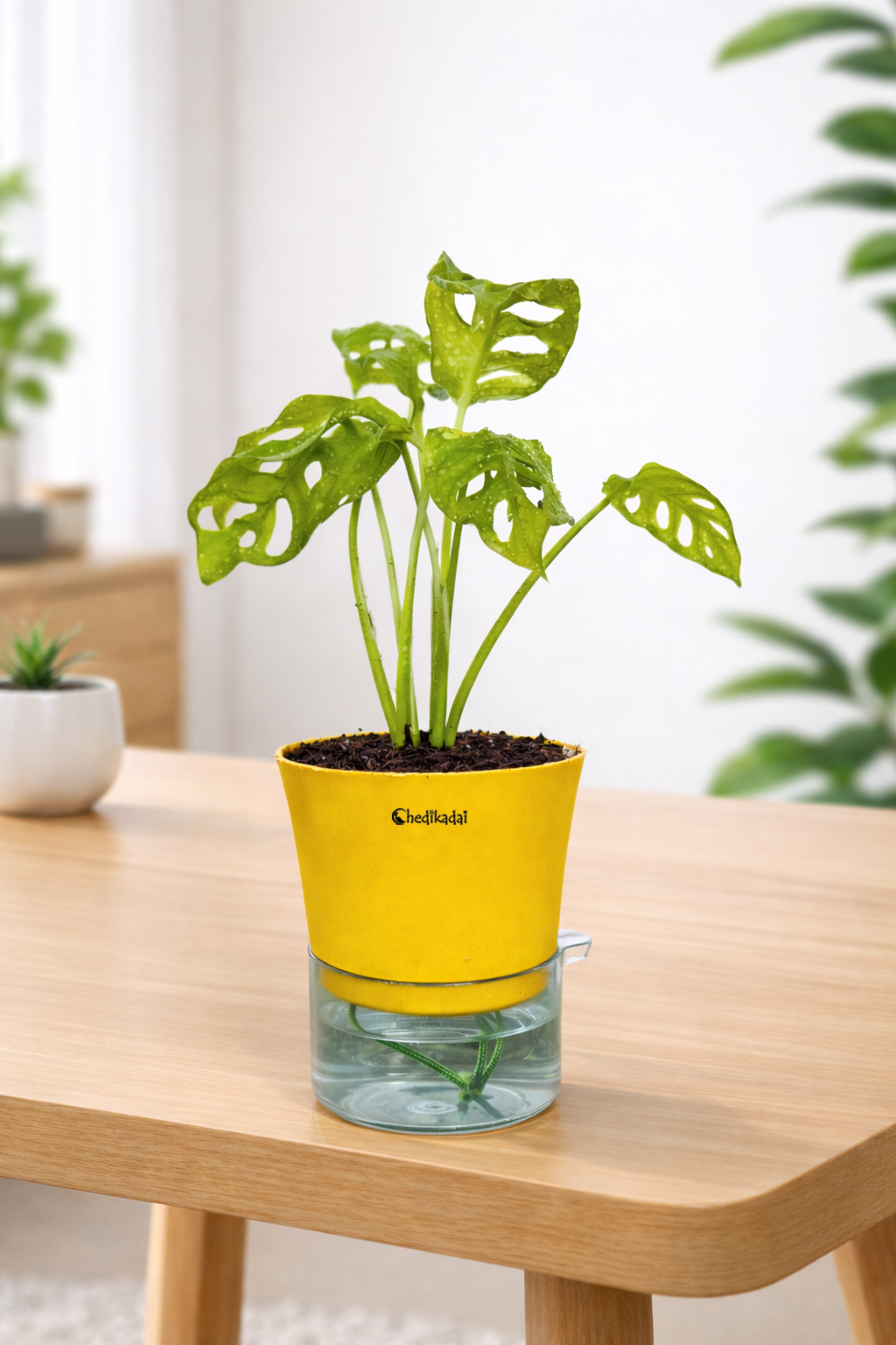 Monstera broken heart + self watering