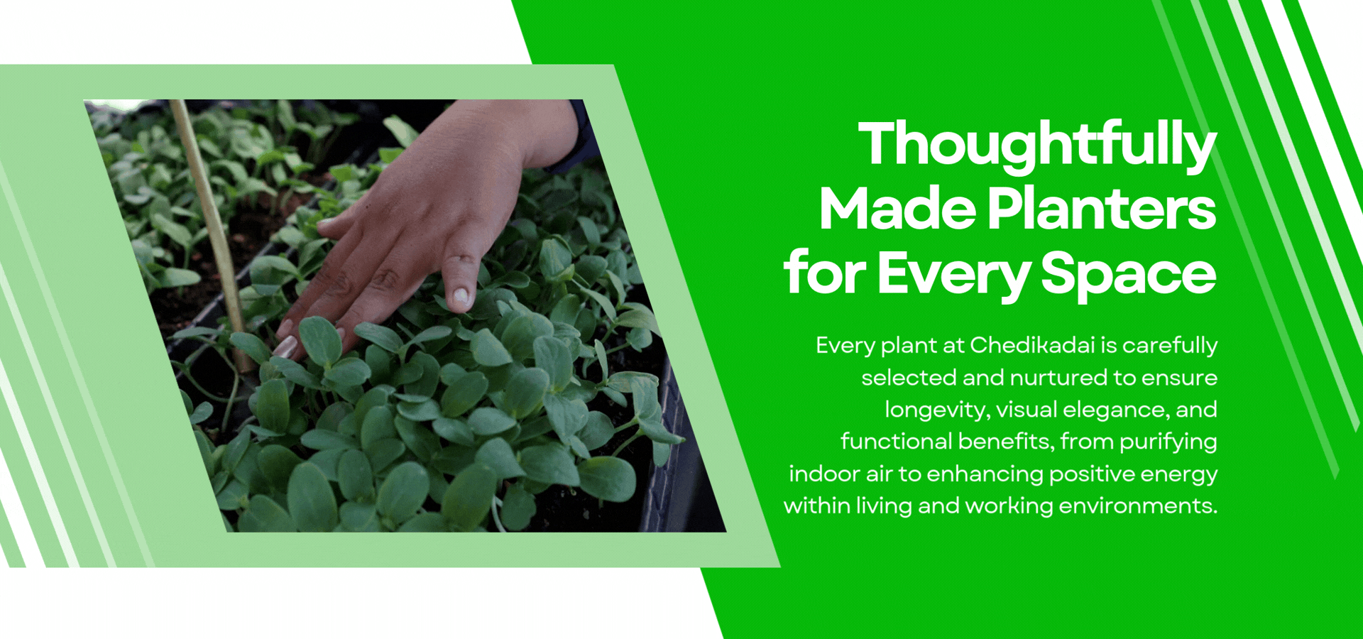 Chedikadai Special Offer - Indoor Plants and Planters