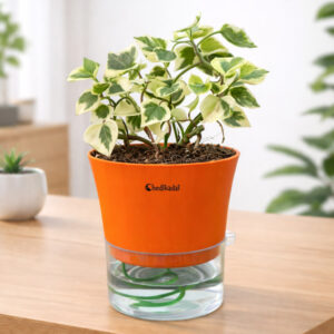 English ivy White & Green with Self-watering