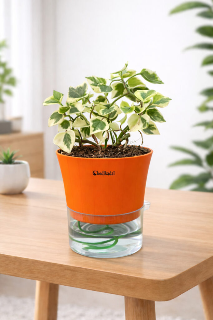 English ivy White & Green with Self-watering