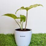 Green white syngonium