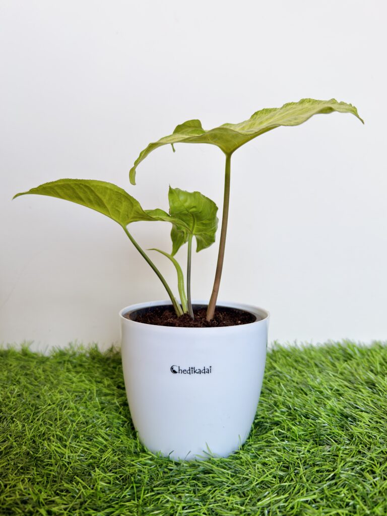 Green white syngonium