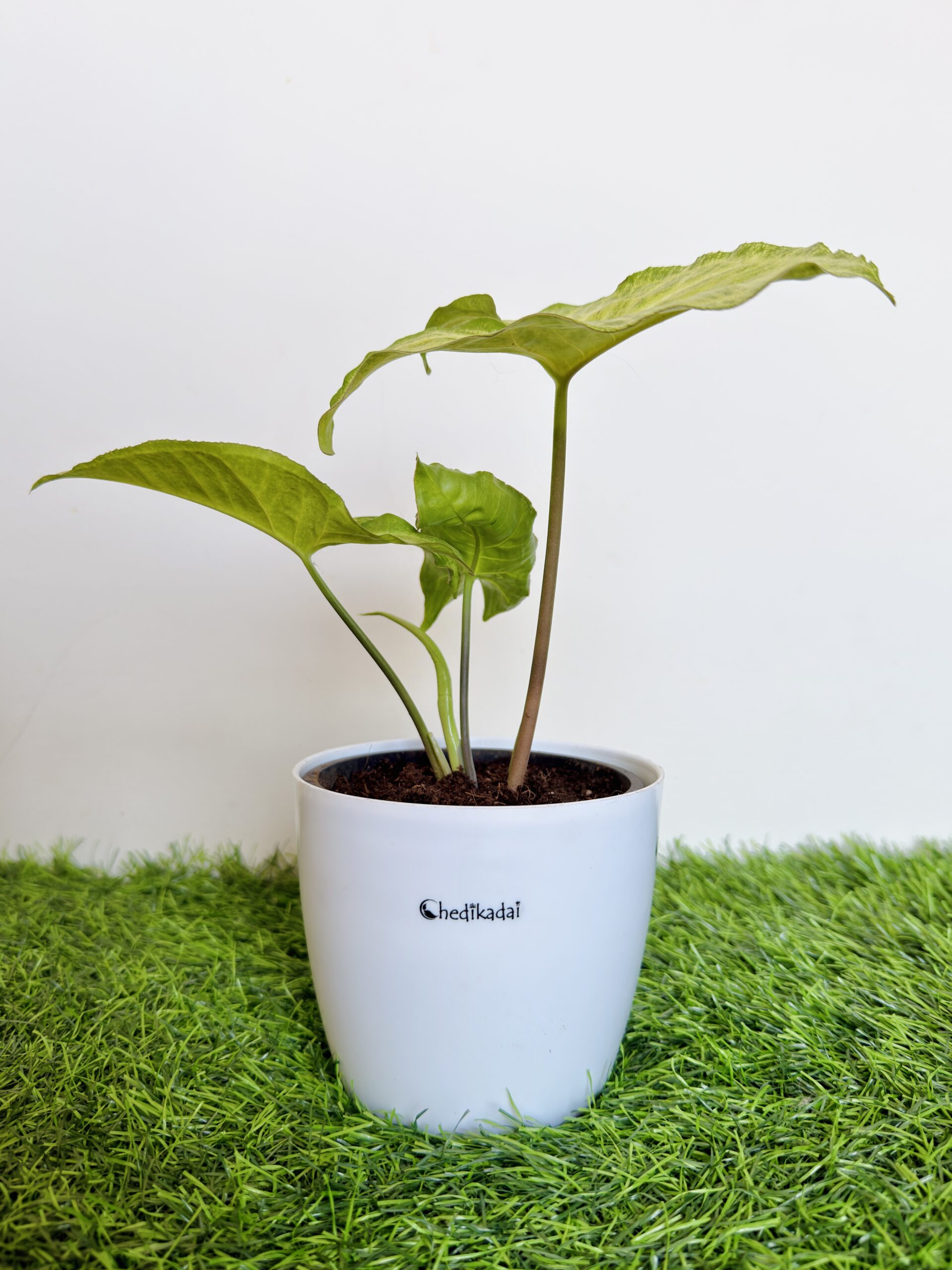 Green white syngonium