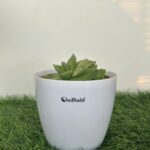 Howorathia succulent