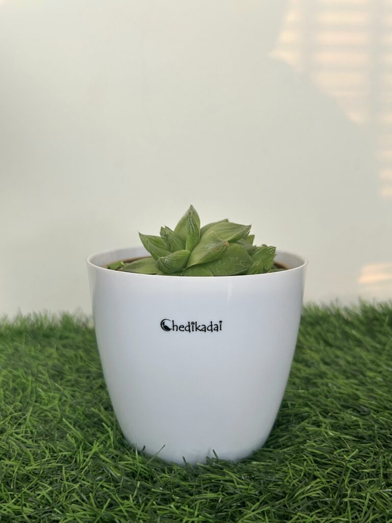 Howorathia succulent