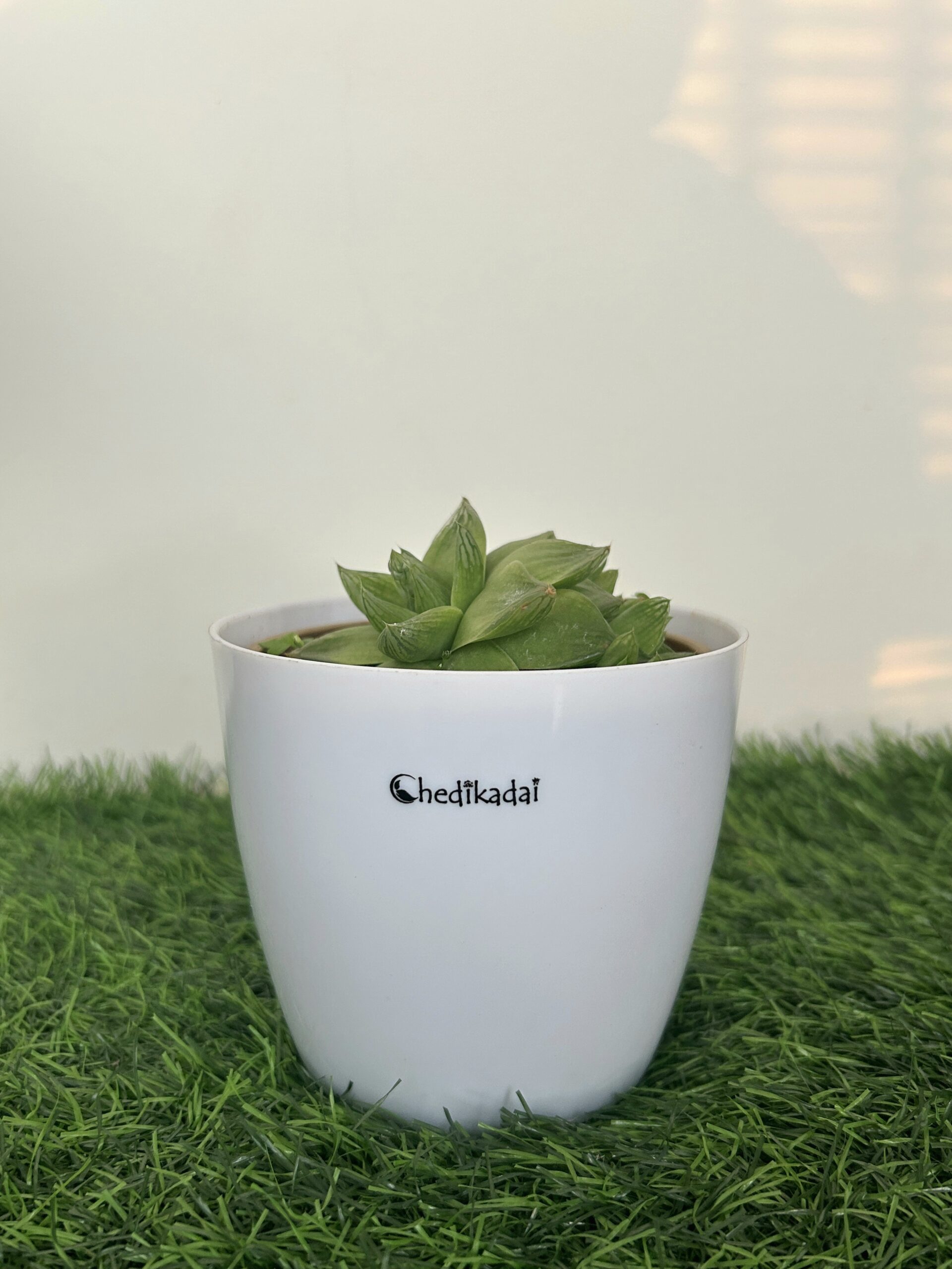 Howorathia succulent